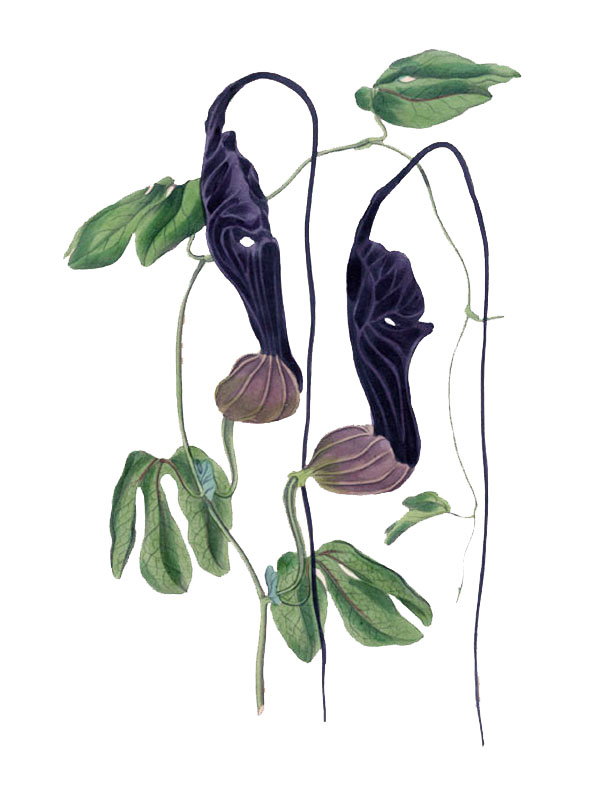 Aristolochia trilobata
