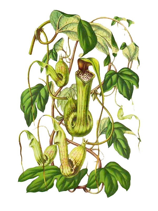 Aristolochia trilobata