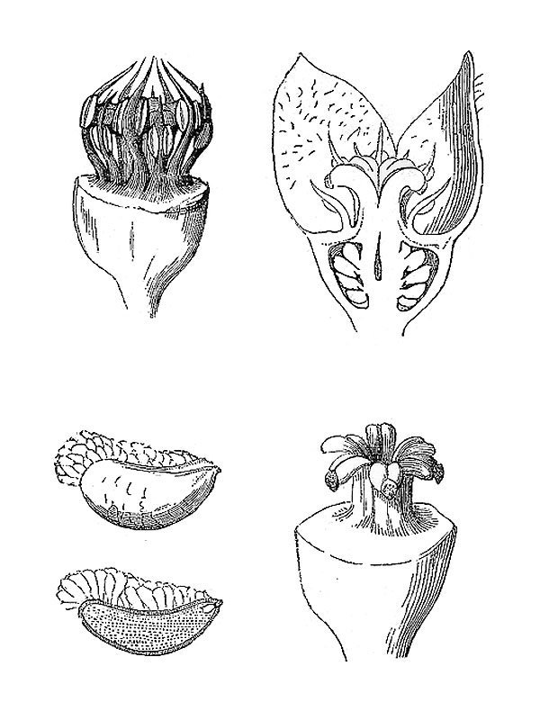 Asarum europaeum