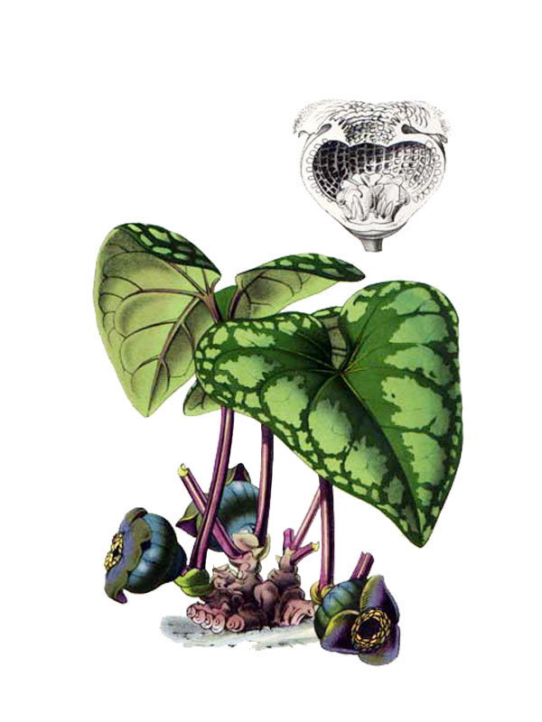 Heterotropa asaroides
