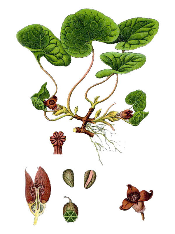 Asarum europaeum
