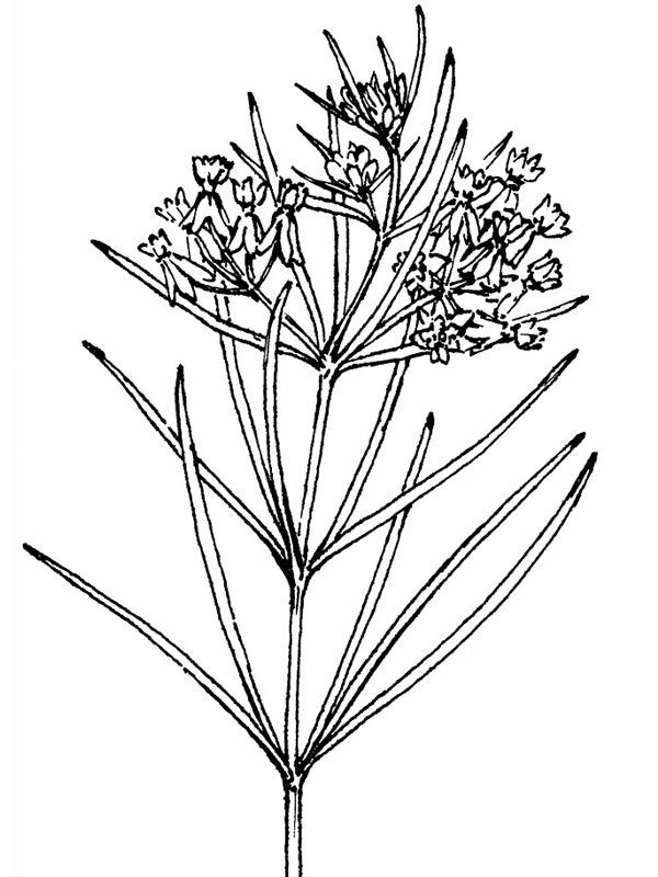 Asclepias verticillata