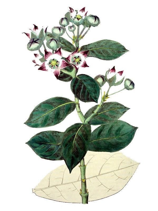 Calotropis procera