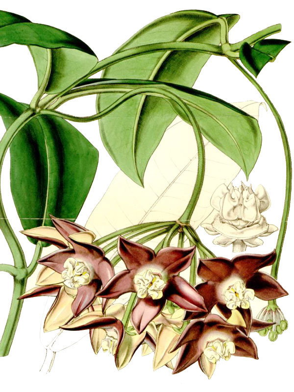 Hoya imperialis
