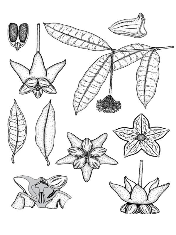 Hoya longipedunculata