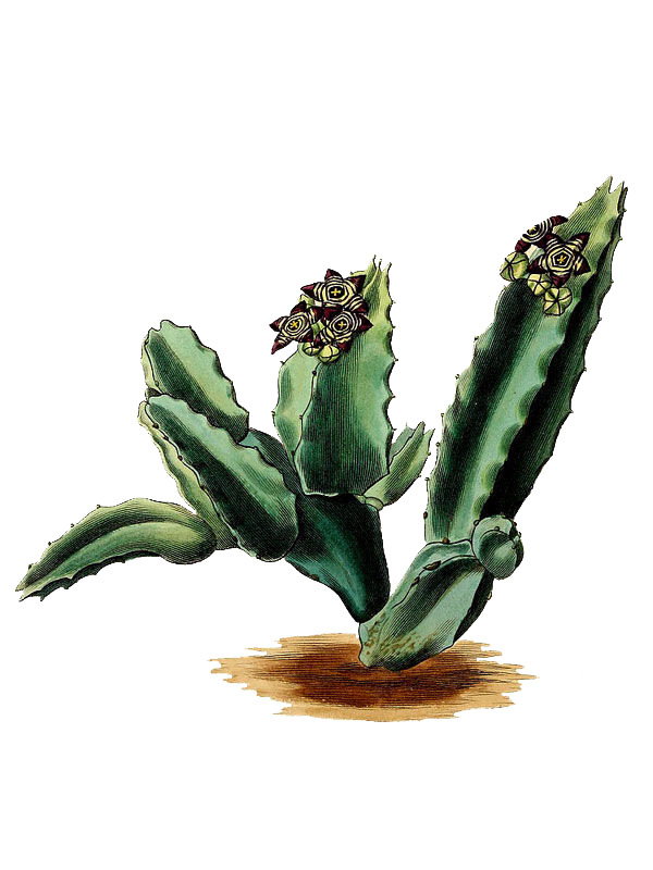Stapelia gussoneana