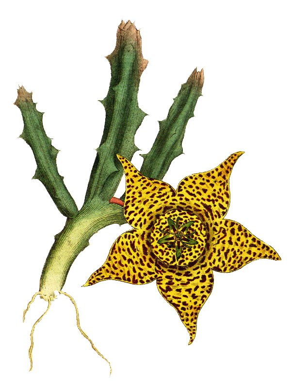 Stapelia variegata