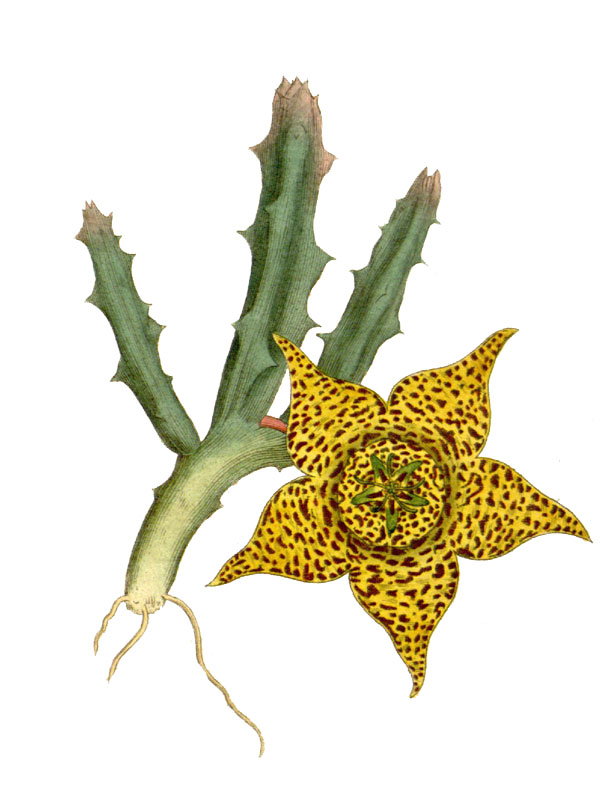 Stapelia variegata