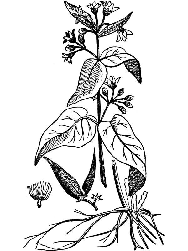 Vincetoxicum officinale