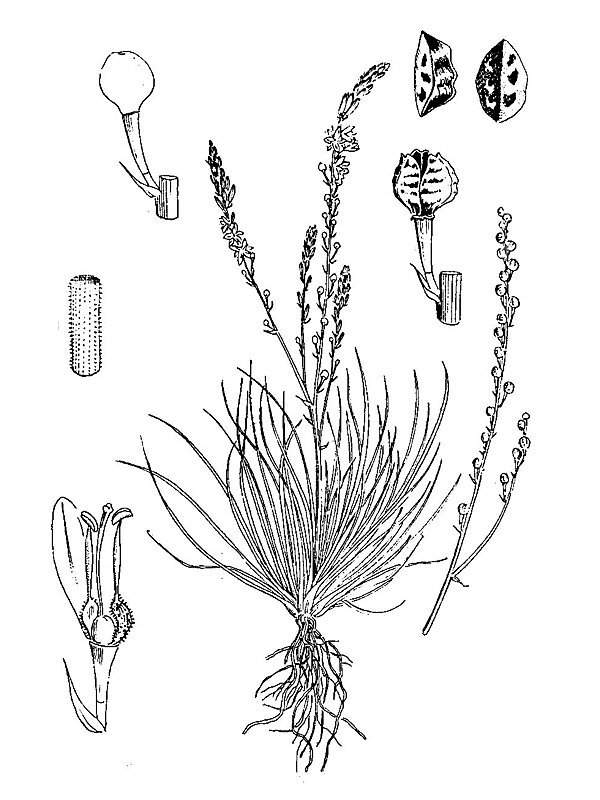Asphodelus tenuifolius