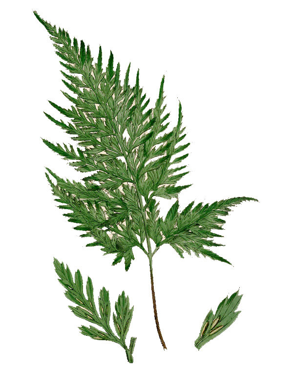 Asplenium adiantum-nigrum