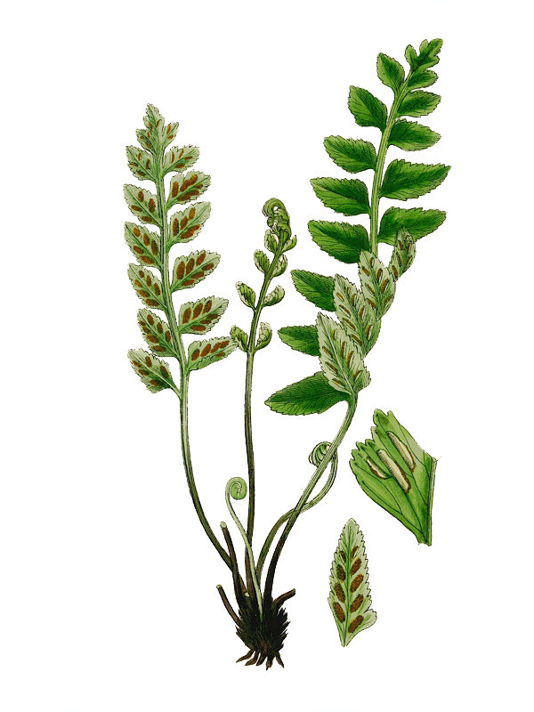 Asplenium marinum