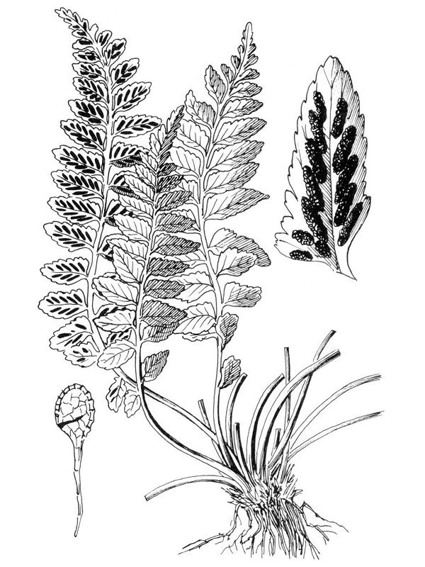 Asplenium marinum