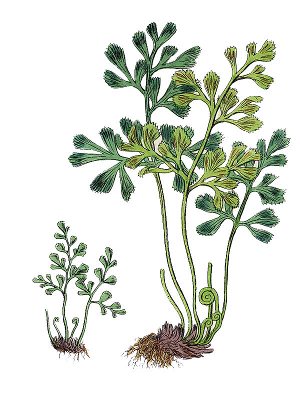 Asplenium ruta-muraria