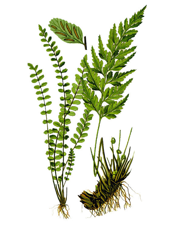 Asplenium trichomanes