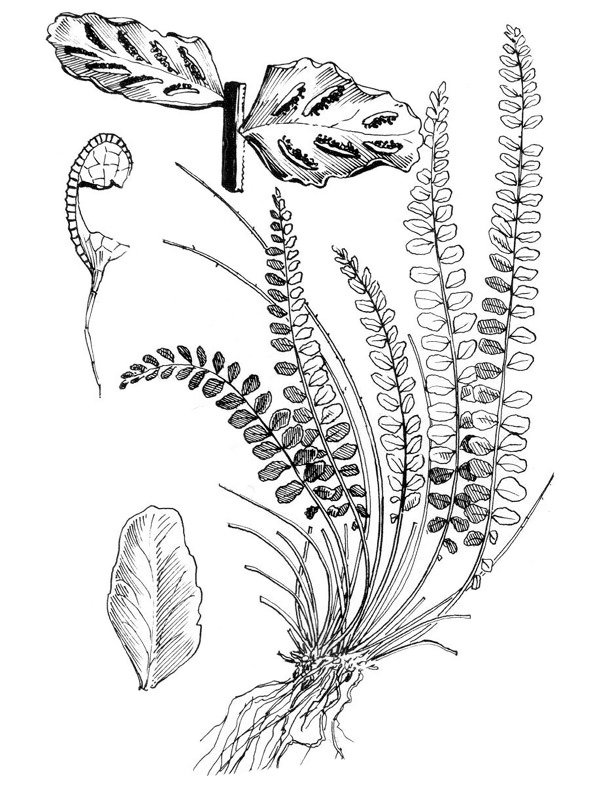 Asplenium trichomanes