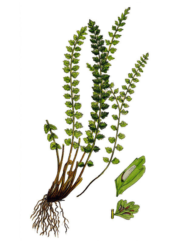Asplenium viride