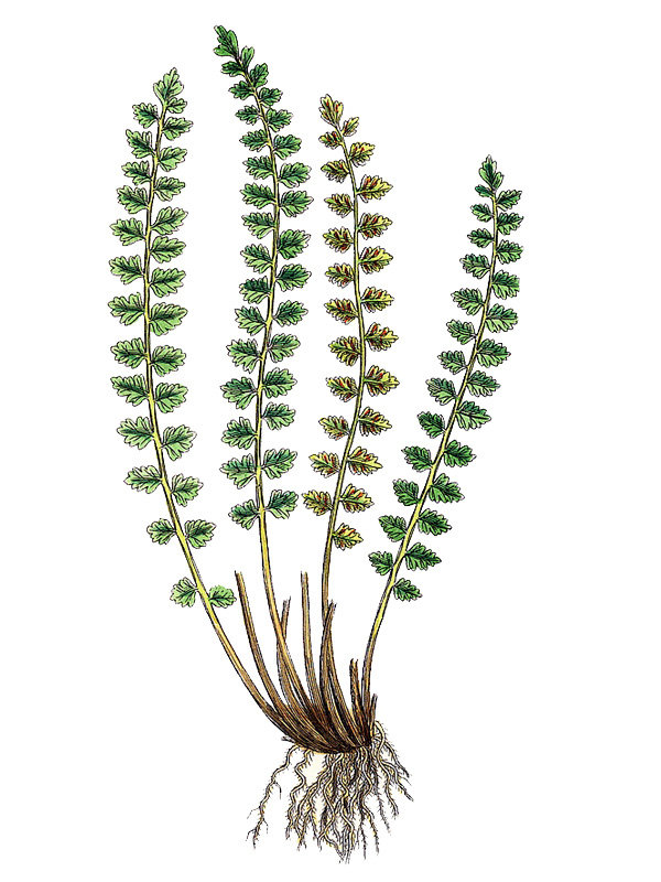 Asplenium viride