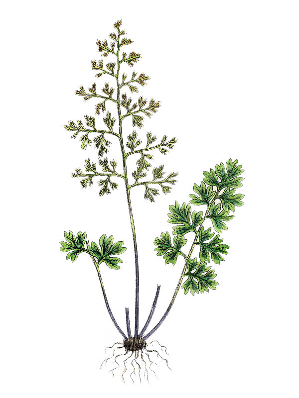 Gymnogramma leptophylla