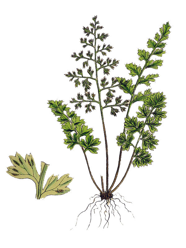 Gymnogramma leptophylla