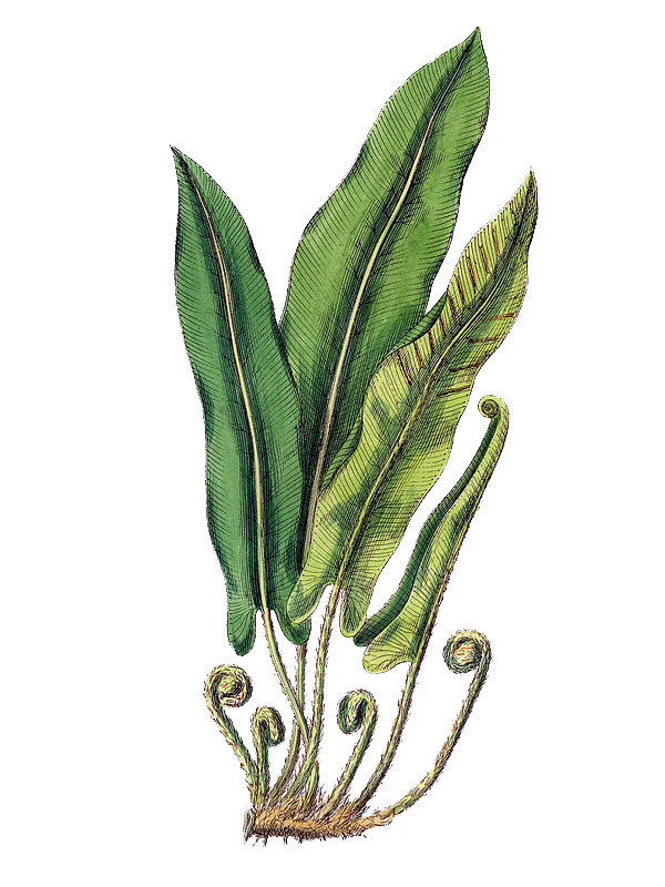 Scolopendrium vulgare