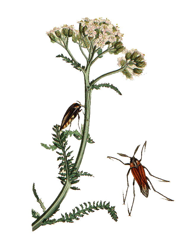 Achillea millefolium