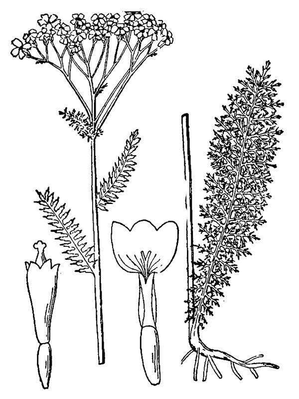 Achillea millefolium