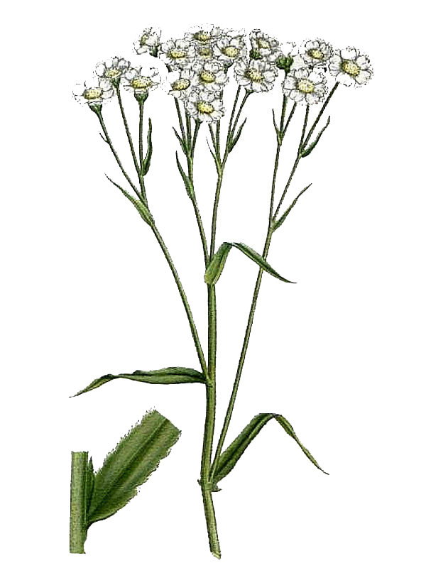 Achillea ptarmica