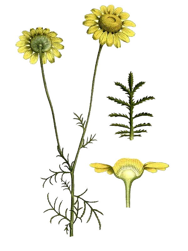 Anthemis tinctoria