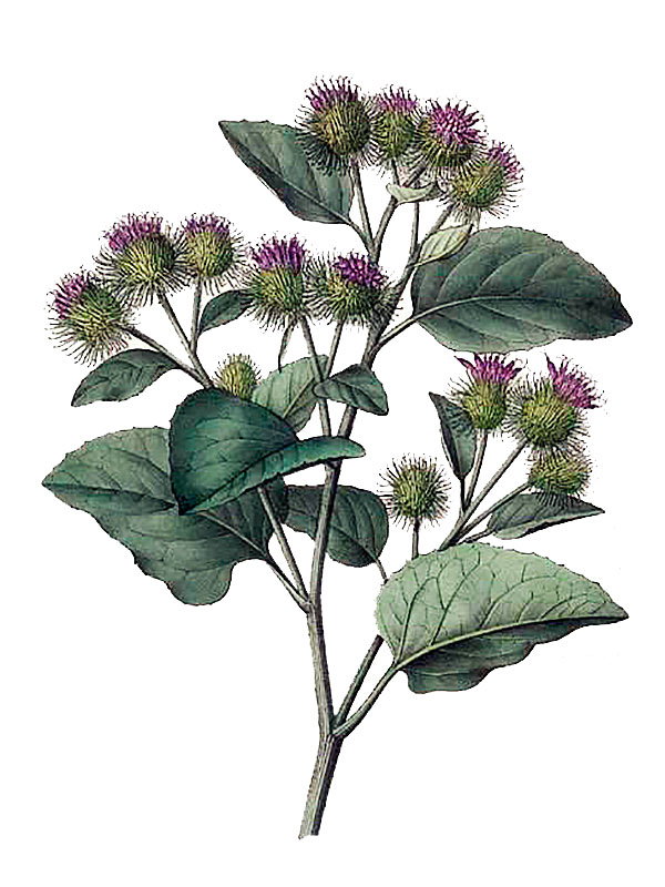 Arctium lappa