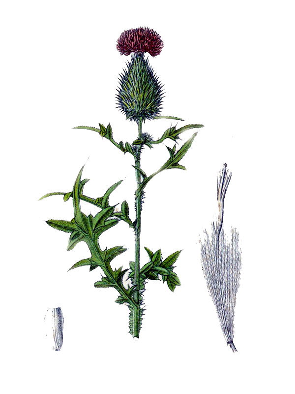Carduus lanceolatus