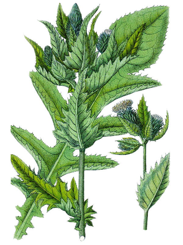 Carduus oleraceus