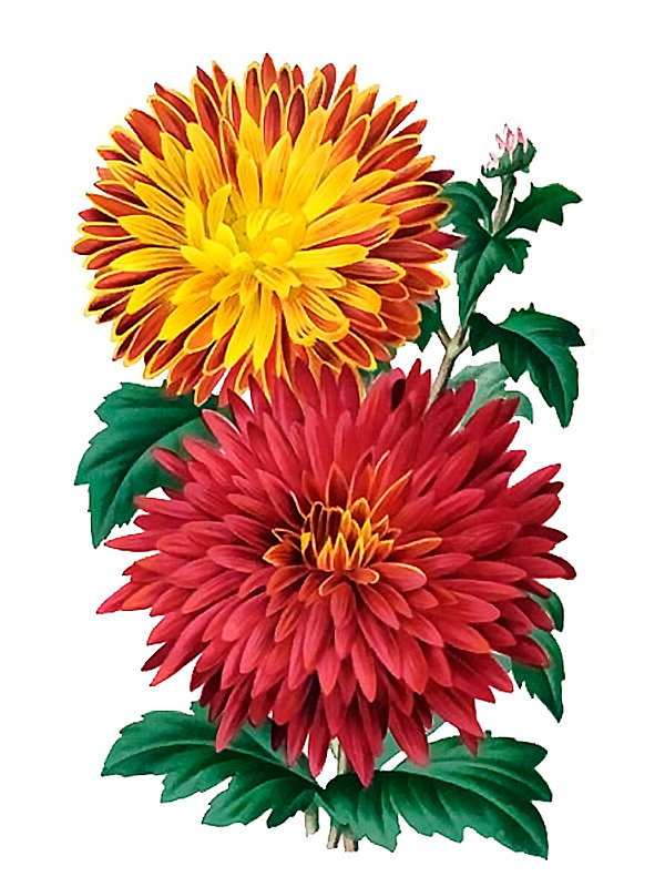 Chrysanthemum japonicum