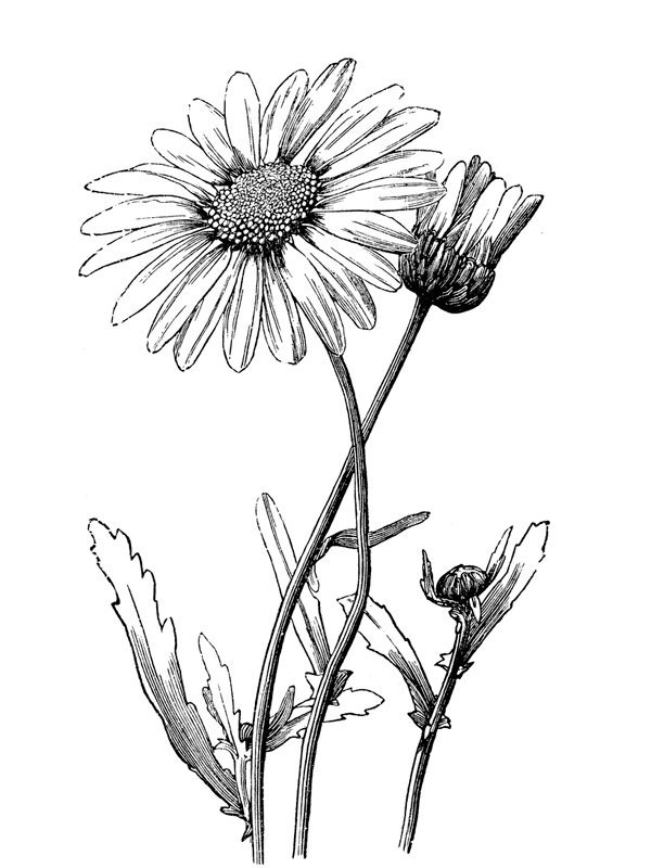 Chrysanthemum leucanthemum