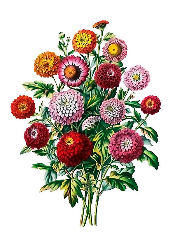 Chrysanthemum ssp