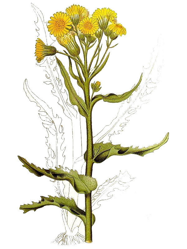 Cineraria palustris