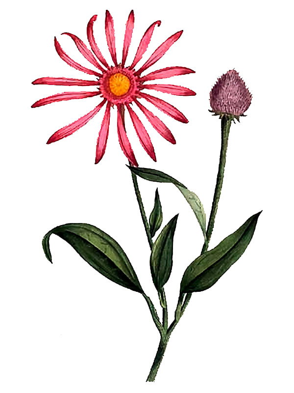 Echinacea purpurea