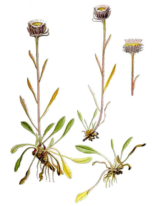 Erigeron eriocephalus