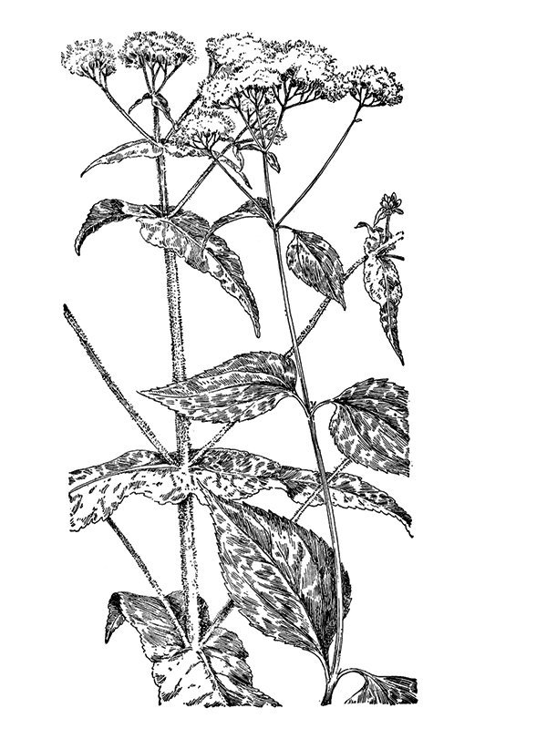 Eupatorium urticaefolium