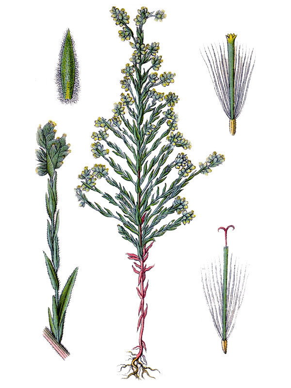 Filago arvensis