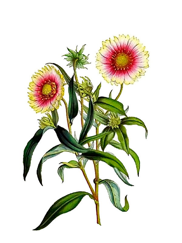 Gaillardia pulchella