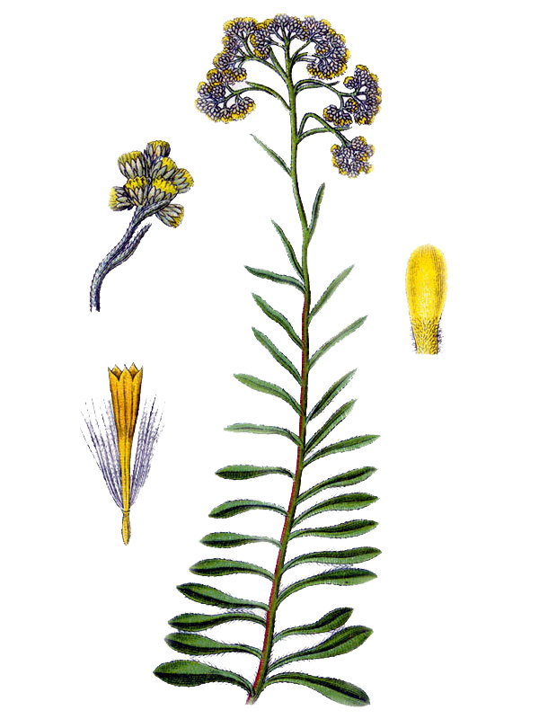 Gnaphalium arenarium