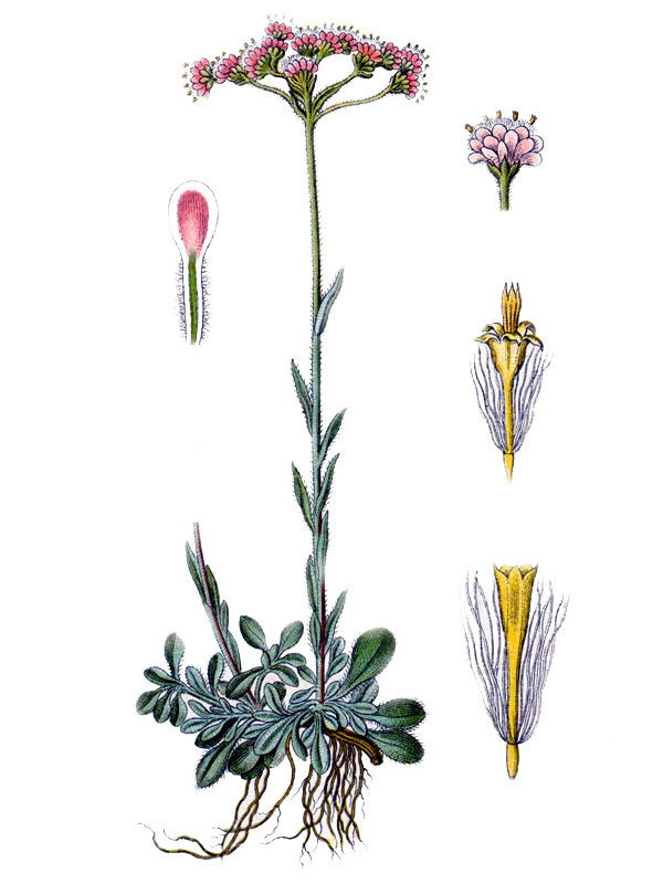 Gnaphalium dioecum