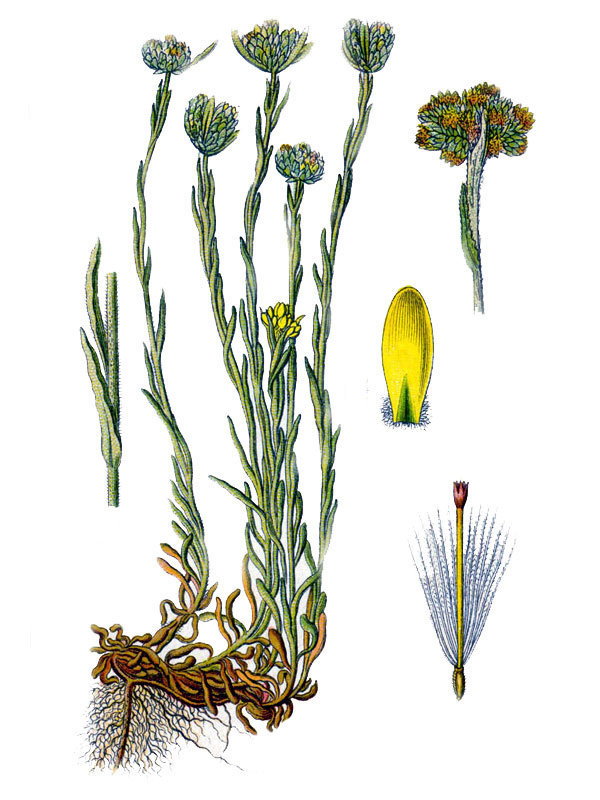 Gnaphalium luteolum