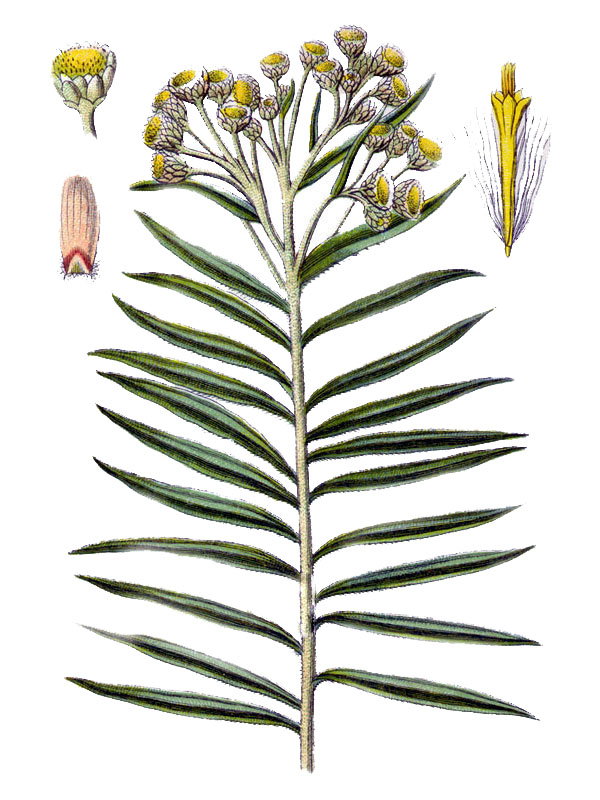 Gnaphalium margaritaceum