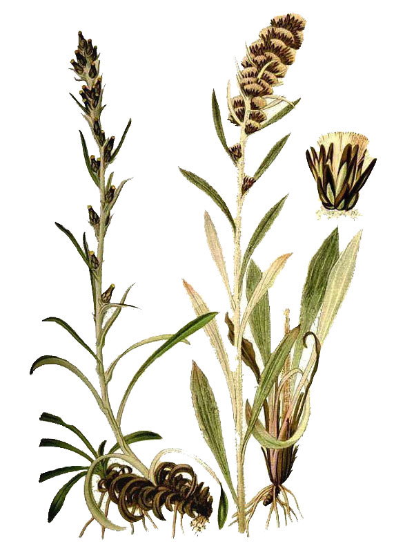 Gnaphalium norvegicum