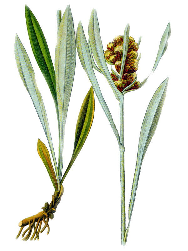 Gnaphalium norvegicum