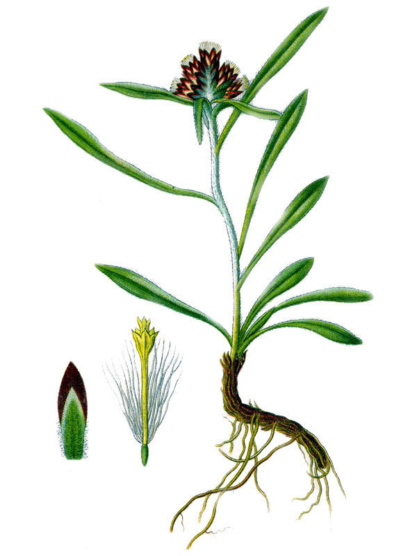 Gnaphalium supinum