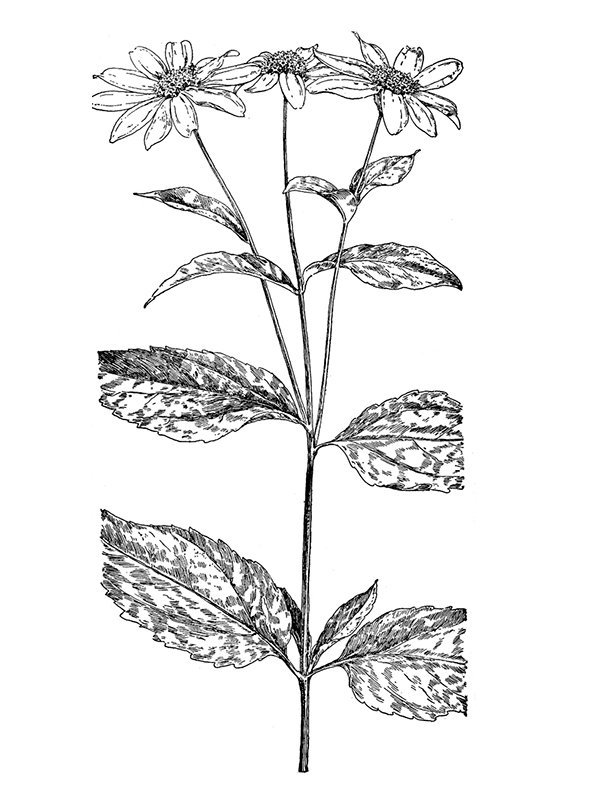 Helianthus tuberosum