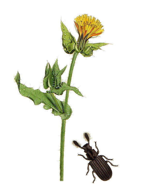 Helminthotheca echioides